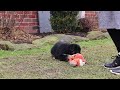 German Shepherd dogs for sale: Arianna - Video 2