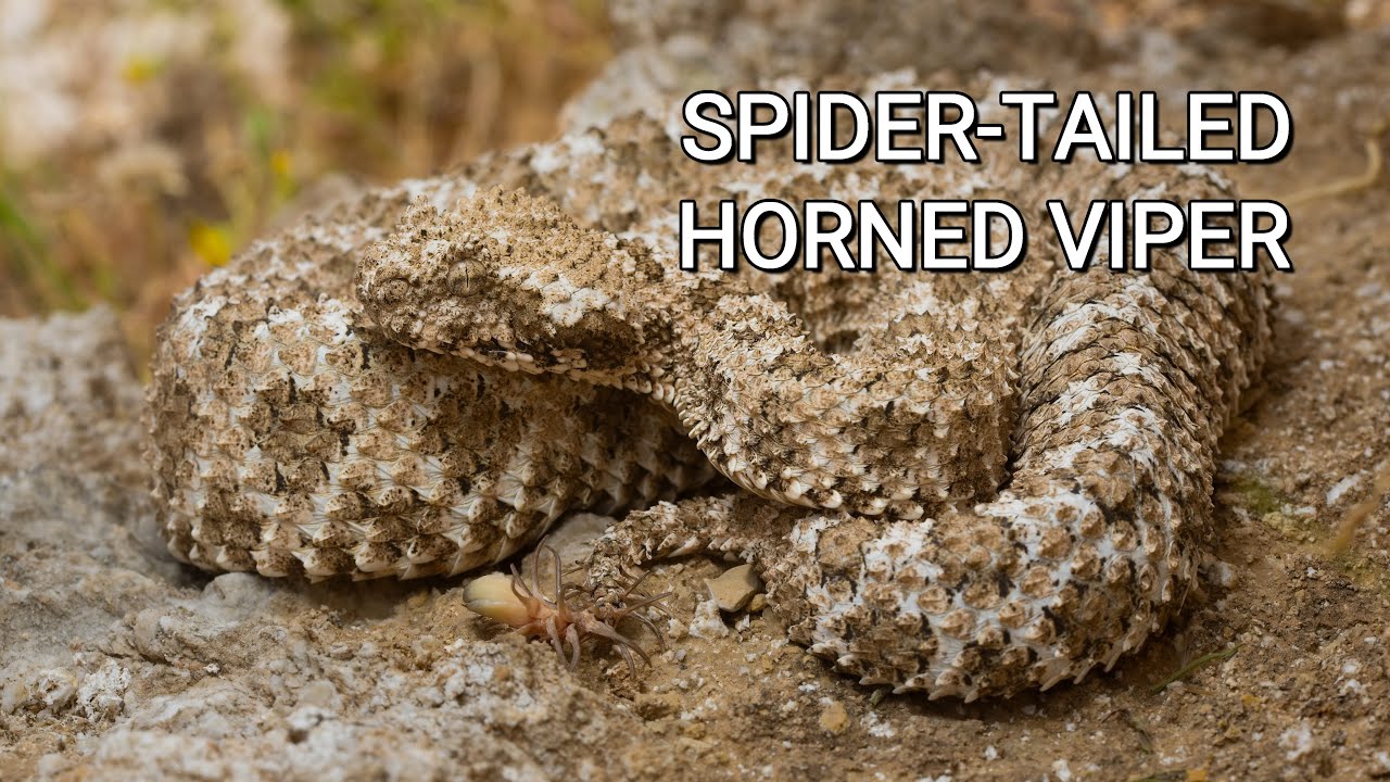 Spider-tailed horned viper from Iran, the most extraordinary snake in the world