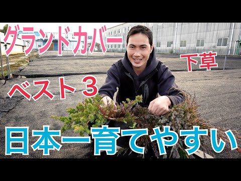 グランドカバー植物トップ 10: 庭にスタイリッシュなカーペットを敷きましょう!  庭園