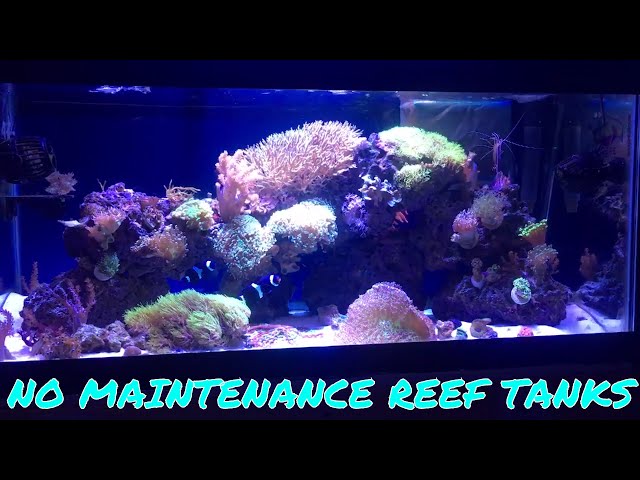 Sanjay Joshi Inspired Reef Tank. No Sumps, No Skimmers, No Maintenance!