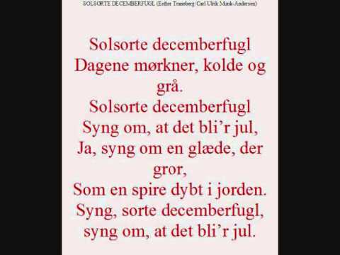 Solsorte decemberfugl (Esther Traneberg/Carl Ulrik Munk Andersen)