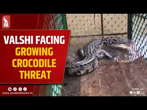 Second Crocodile Trapped in Valshi as Fear Grips Bicholim Residents