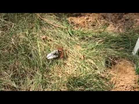 Front Lawn Destroyed Thanks to Cicada Killer Wasps in Middletown, NJ