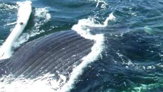preview picture of video 'Oshan Whale Watch Scratchy the Humpback Whale 1/5'