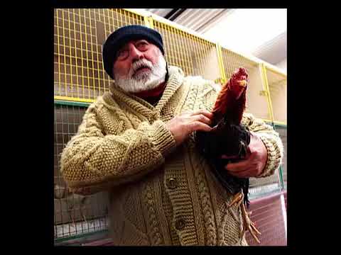 El chiste de las 180 gallinas