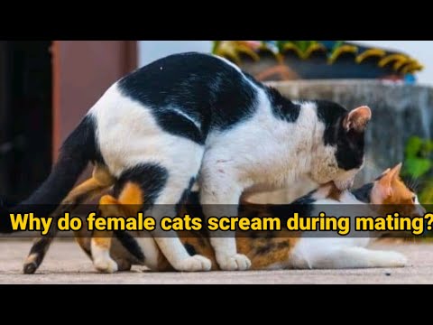 Why do female cats scream during mating?