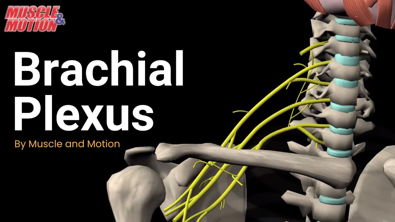 Brachial Plexus