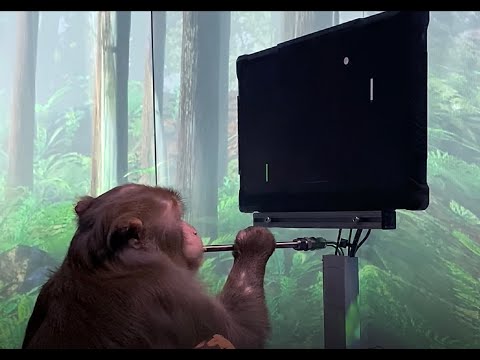 Monkey Plays Pong By Connecting Its Mind to a Computer