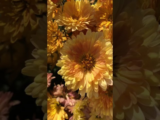 Стандарт поставки видео №1 Хризантема Румяный абрикос Стандарт поставки видео №1 Хризантема Румяный абрикос