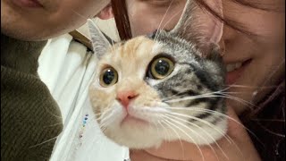 【三毛猫】完全に猫好きになった飼い猫の仕草まとめ