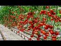 How Are Tomatoes Grown And Harvested In A Huge Greenhouse How Does It Work