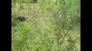 preview picture of video 'Bear Attack at Sarangarh 1'