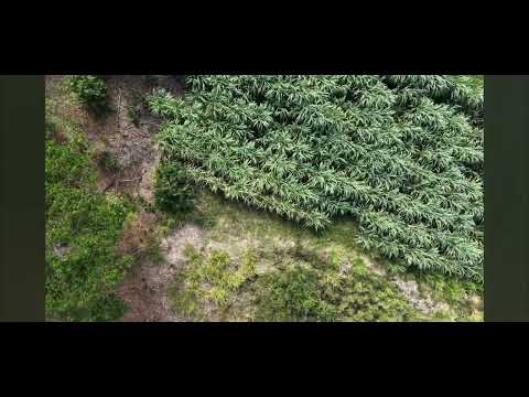 🌾 Finca 189 en La Soga, Bagaces | Video Aéreo con Dron - Limpio (sin subtítulos ni música de fondo)