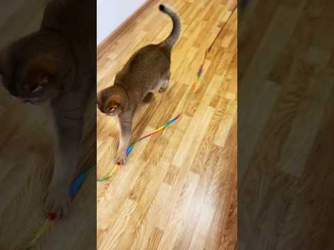 Іграшка для котів, дражнилка для активних ігор та полювання ''Rainbow Kitty'' - фото 1 - id-p2687655455