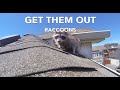 Get Raccoons Out