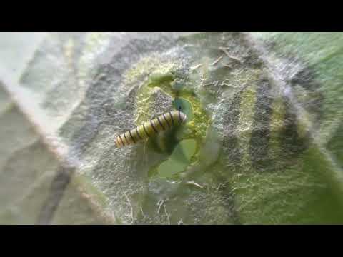 Hawaiian monarch butterflies 2022