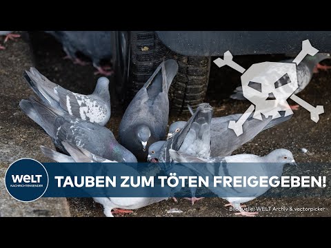 LIMBURG AN DER LAHN IM TAUBENKRIEG: "Totstreicheln geht nicht" - Bürger stimmen für Tötung der Vögel