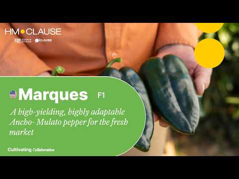 Video: MARQUEE SH2