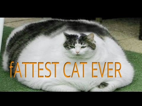The fattest cat in the world