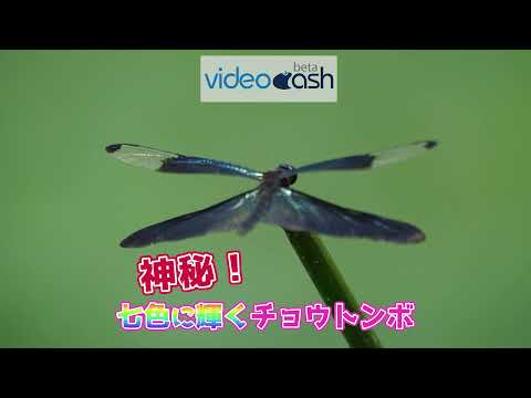 虹色のトンボ:空の曲芸師 自然と動物