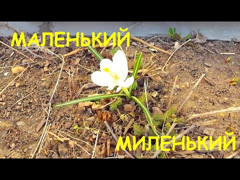 ВИТАМИНЫ ДЛЯ СОБАК! 05.05.21
