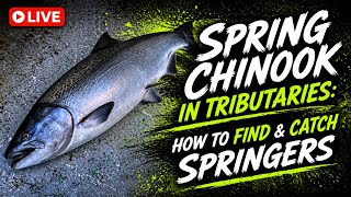 Spring Chinook Tributaries | How to find & Catch Springers