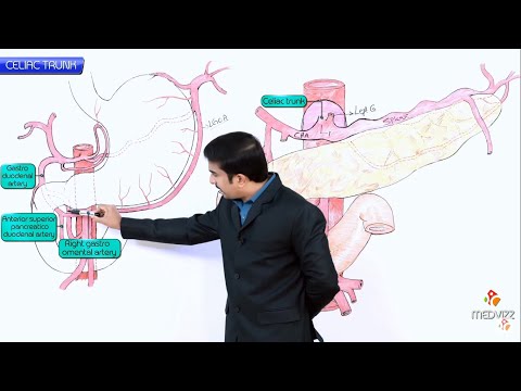 Anatomy of Celiac trunk / Celiac artery  - Origin , Course , Branches , Vascular supply