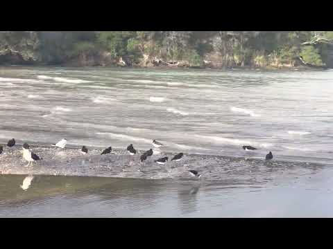 West Auckland Beautiful Beach
