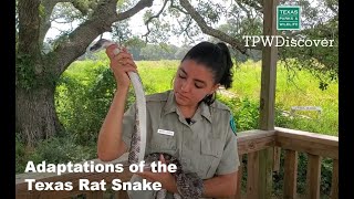 TPWDiscover | Adaptations of the Texas Rat Snake