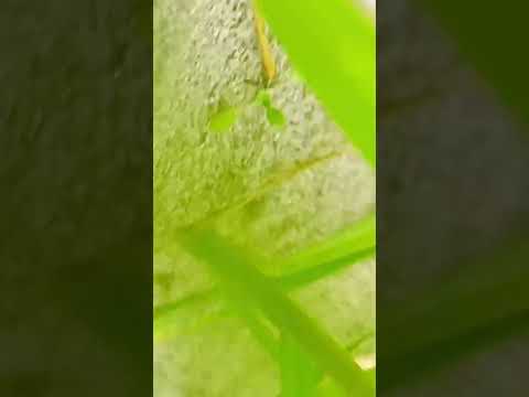 es-songs/song/shaan-vakhri-amrinder-gill-jatinder-shah-aogmv.htmlmailto:pendujattcom@gmail.com