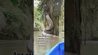 Download lagu Apa tindakan anda jika bertemu ular besar di hutan kalimantan? #ular #alam #hewan #animal #viral mp3