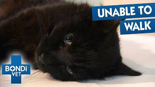 Cat Missing For 36 Hours Has Mystery Injury | Bondi Vet