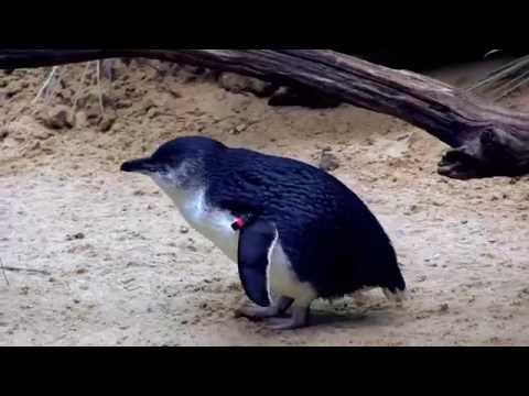Little Blue Penguins コガタペンギン  at the Bronx Zoo