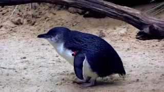 Little Blue Penguins コガタペンギン  at the Bronx Zoo