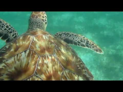 Download Turtle Nager 3gp Mp4 Codedwap