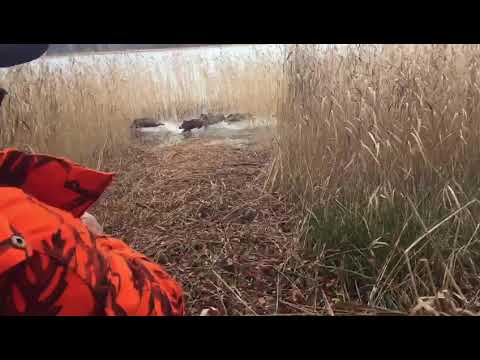 Wild boar  Hunting Poland