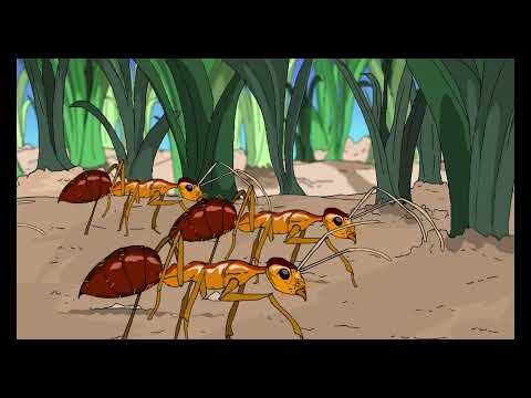 Video thumbnail for China Ants