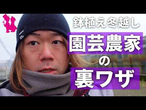 キョウチクトウを霜から守る方法は？冬を乗り切るための 4 つの簡単なアクション  庭園