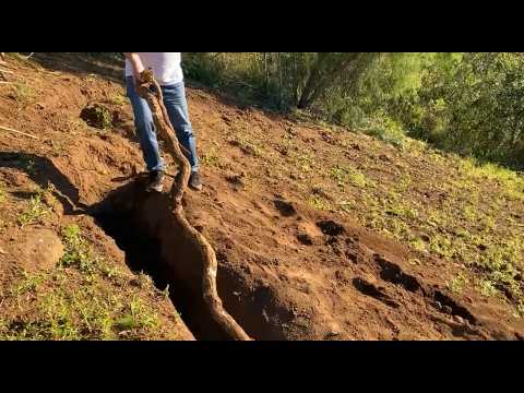 IMPRESSIONANTE! Agricultor encontra MANDIOCA GIGANTE em Rondinha no interior do RS.