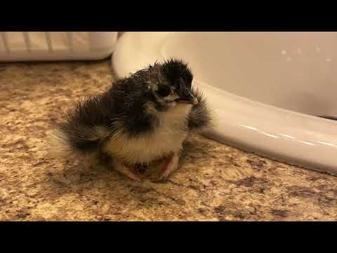 2022 Classroom Hatching Video