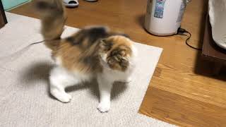 ‹\(´ω` )/››‹‹\( ´)/›› ‹‹\( ´ω`)/››~♪