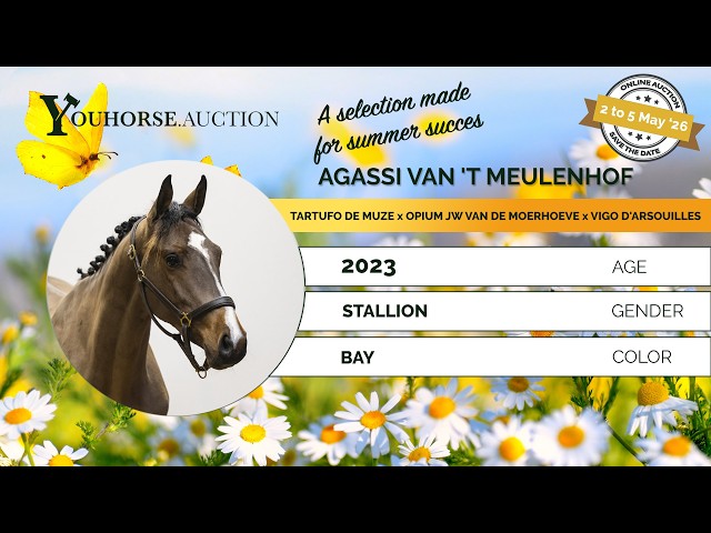 Agassi van 't Meulenhof