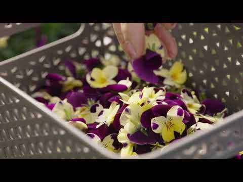 Gourmet Herbs - Edible Flowers
