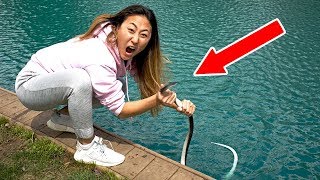 SNAKE IN POND!! (CAUGHT IT)