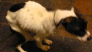 Capricorn Animal Rescue