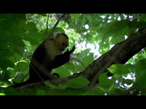 Worlds Sneakiest Animals 1of3 Staying Alive 1080p