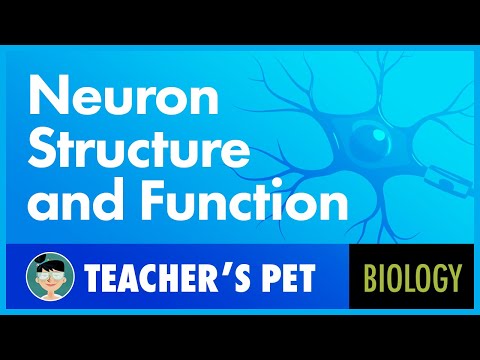 Neuron Structure and Function