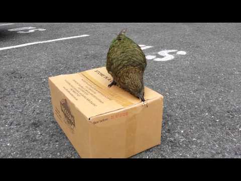 Cheeky Milford Sound Kea Needs Its Morning Coffee - Milford Sound - New Zealand.