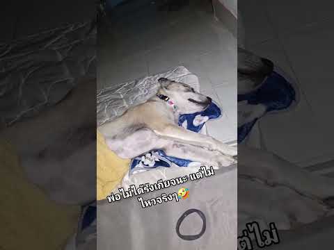 Ep:2 รู้แล้ว ทำไมปืนใหญ่ไม่อยากนอนด้วย😑 #ปืนใหญ่กับบังเกอร์ #หมาชายแดน #น้องหมาน่ารัก