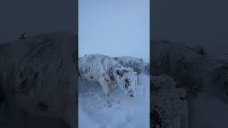 Ganadería en Alaska: criar entre hielo y coraje 🐄❄️